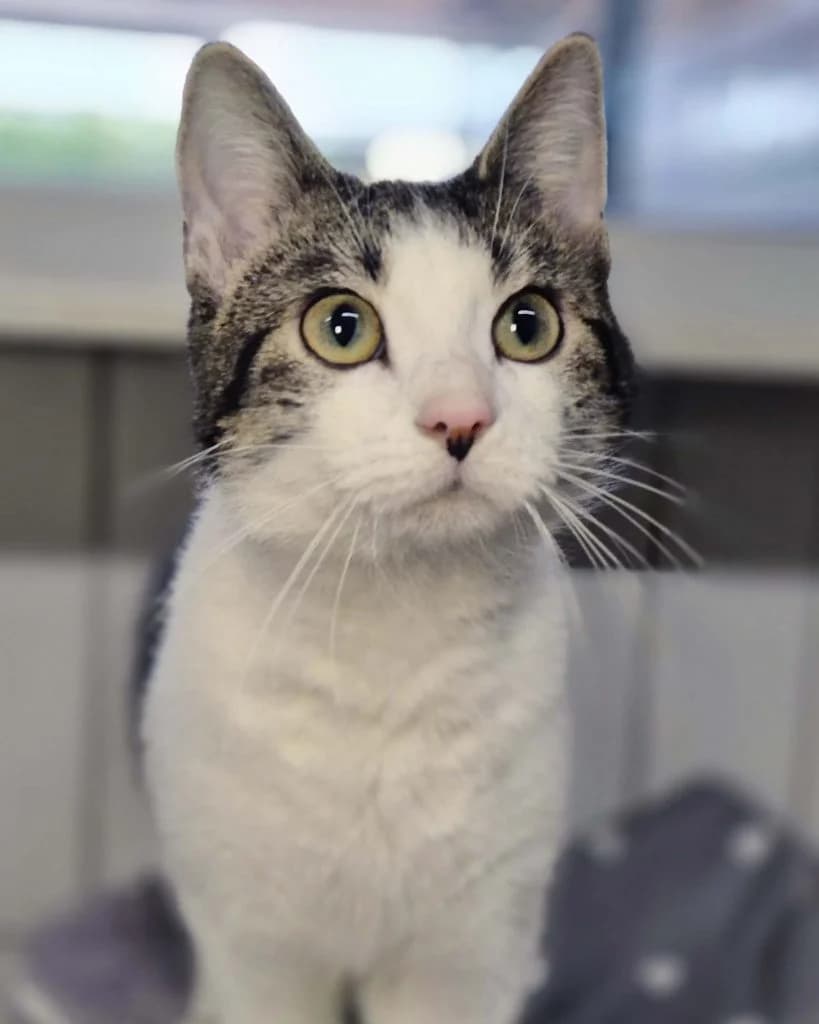 Stups … ein echter Schatz, male European Shorthair for adoption at Tierheim Moers, Moers — photo 3 of 5