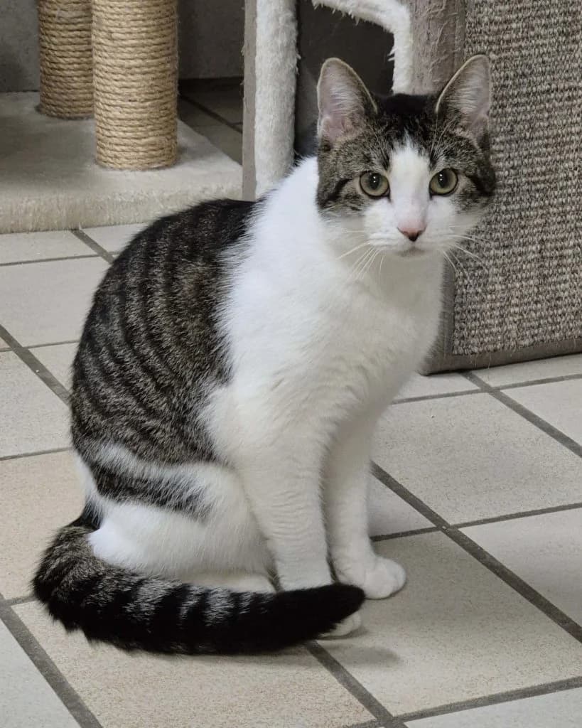 Stups … ein echter Schatz, male European Shorthair for adoption at Tierheim Moers, Moers — photo 4 of 5