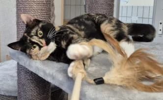 Resi … ist ein bisschen crazy, tricolor female puppy European Shorthair for adoption at Tierheim Moers, Moers