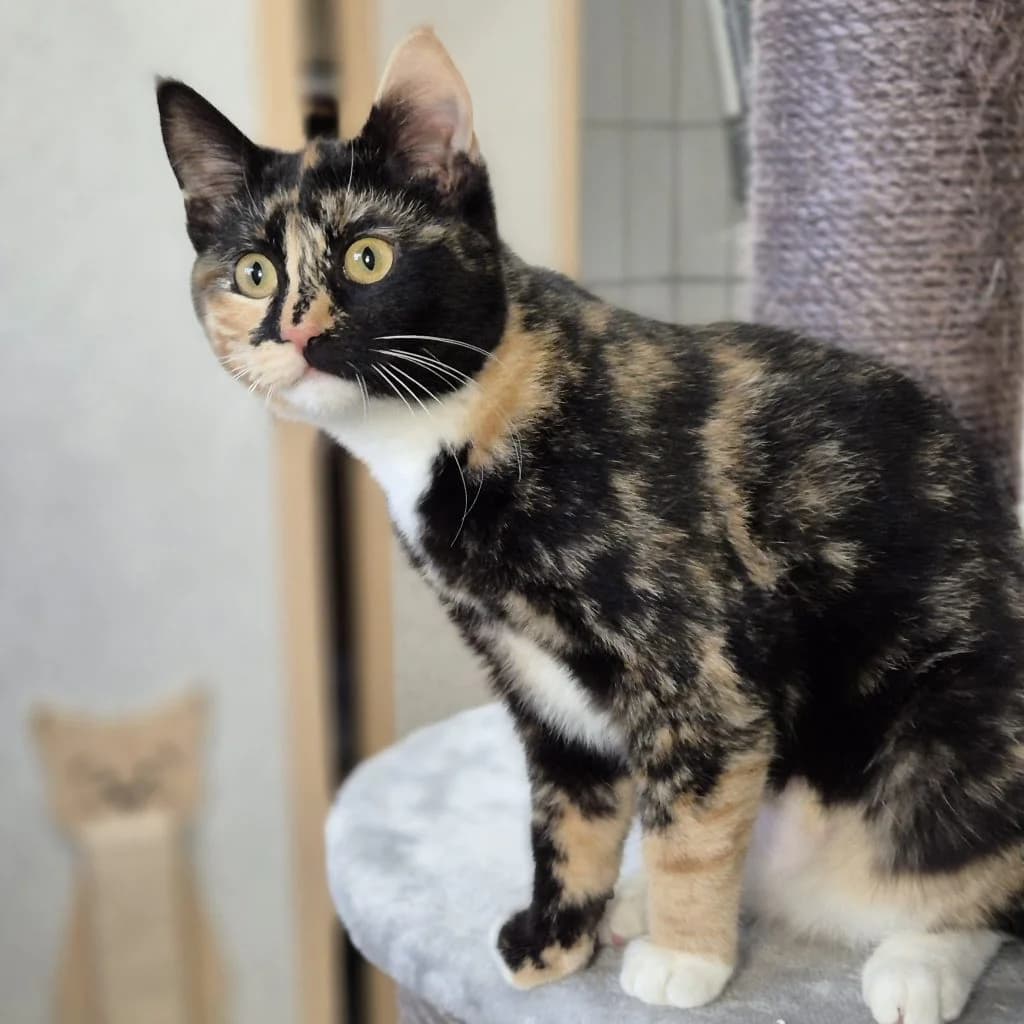 Resi … ist ein bisschen crazy, female European Shorthair for adoption at Tierheim Moers, Moers — photo 2 of 6