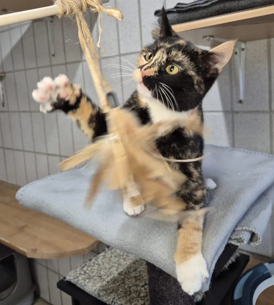 Resi … ist ein bisschen crazy, female European Shorthair for adoption at Tierheim Moers, Moers — photo 3 of 6