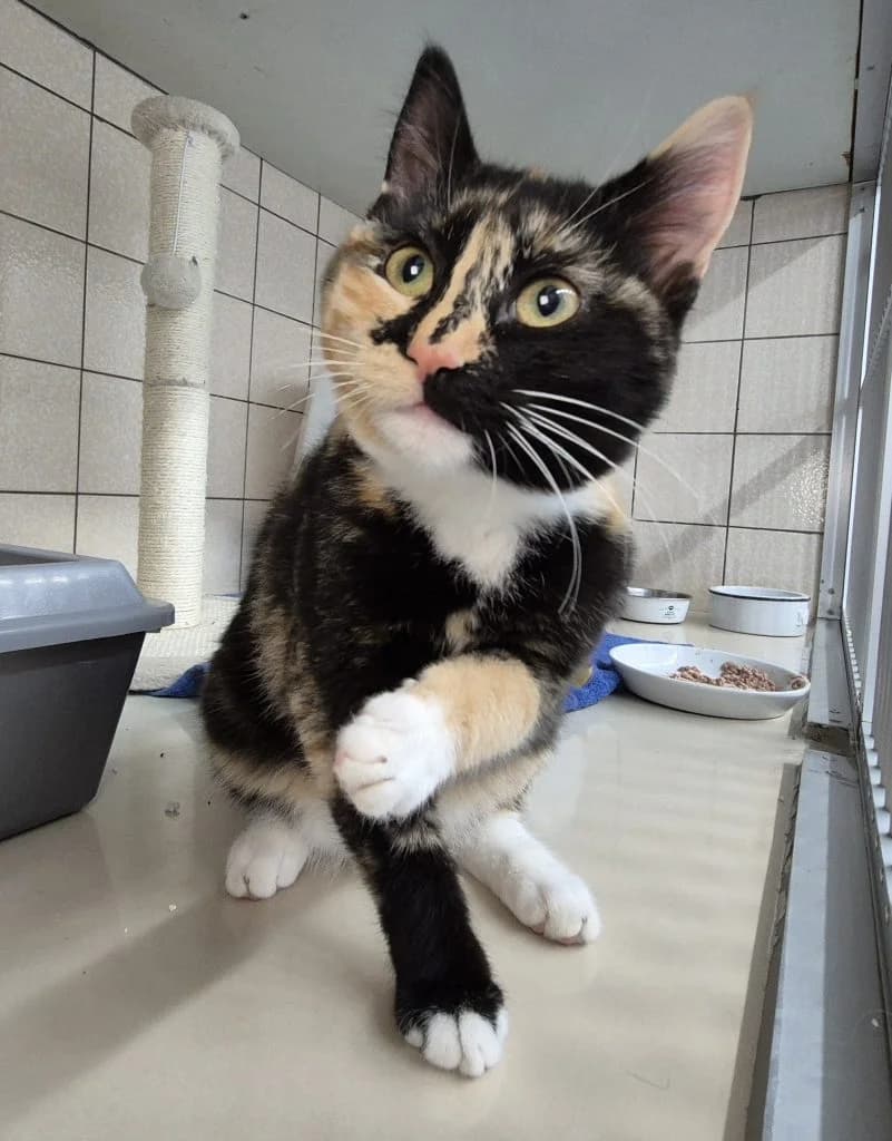 Resi … ist ein bisschen crazy, female European Shorthair for adoption at Tierheim Moers, Moers — photo 5 of 6