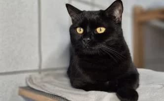 Rosanna … eine entspannte Schmusebacke, schwarz female puppy British Shorthair for adoption at Tierheim Moers, Moers