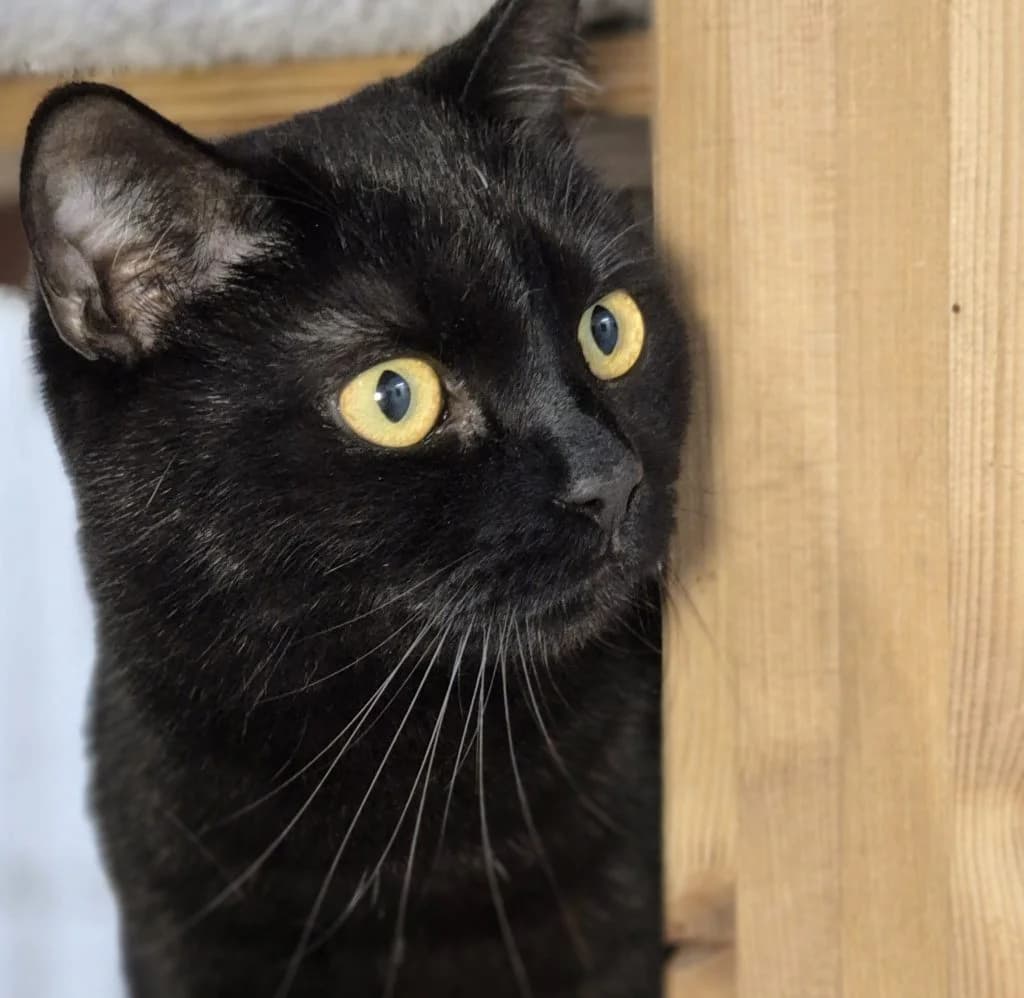 Rosanna … eine entspannte Schmusebacke, female British Shorthair for adoption at Tierheim Moers, Moers — photo 2 of 6