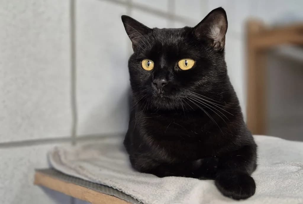 Rosanna … eine entspannte Schmusebacke, female British Shorthair for adoption at Tierheim Moers, Moers — photo 3 of 6
