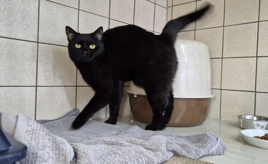 Rosanna … eine entspannte Schmusebacke, female British Shorthair for adoption at Tierheim Moers, Moers — photo 5 of 6