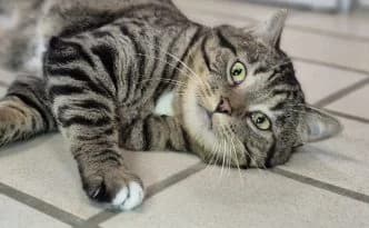 Manni … ein Schmusekater, male European Shorthair for adoption at Tierheim Moers, Moers