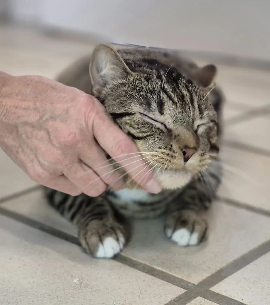 Manni … ein Schmusekater, male European Shorthair for adoption at Tierheim Moers, Moers — photo 2 of 9
