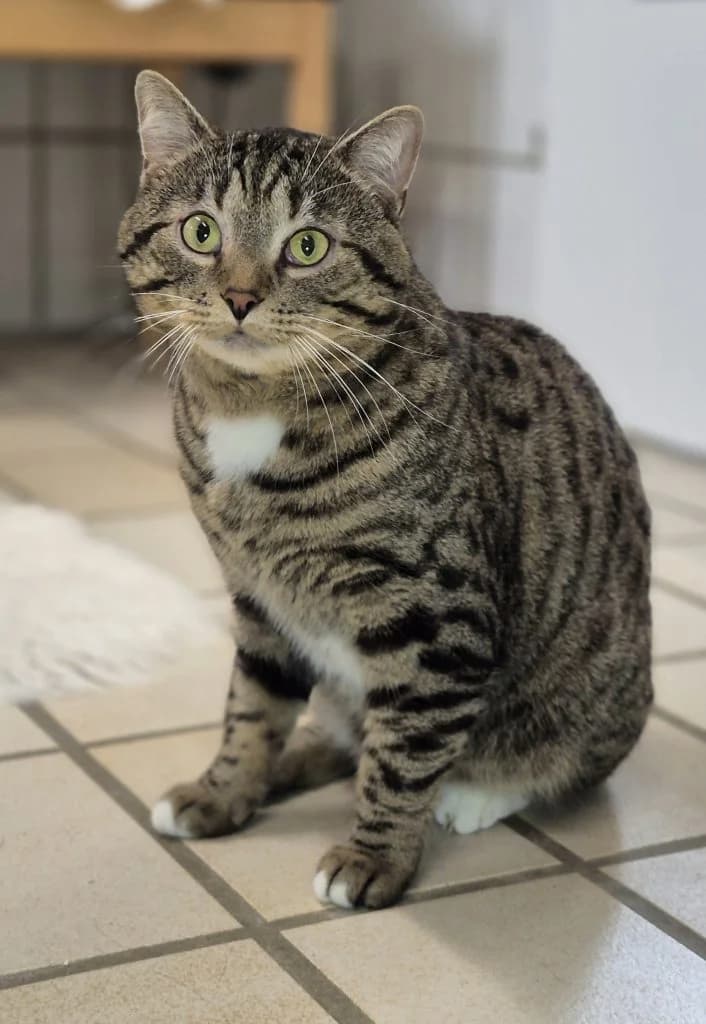 Manni … ein Schmusekater, male European Shorthair for adoption at Tierheim Moers, Moers — photo 3 of 9