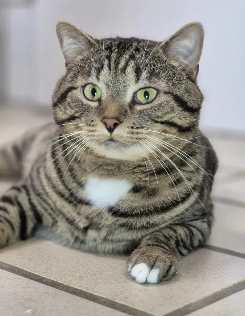 Manni … ein Schmusekater, male European Shorthair for adoption at Tierheim Moers, Moers — photo 4 of 9