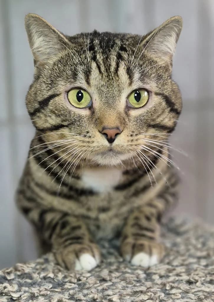 Manni … ein Schmusekater, male European Shorthair for adoption at Tierheim Moers, Moers — photo 5 of 9