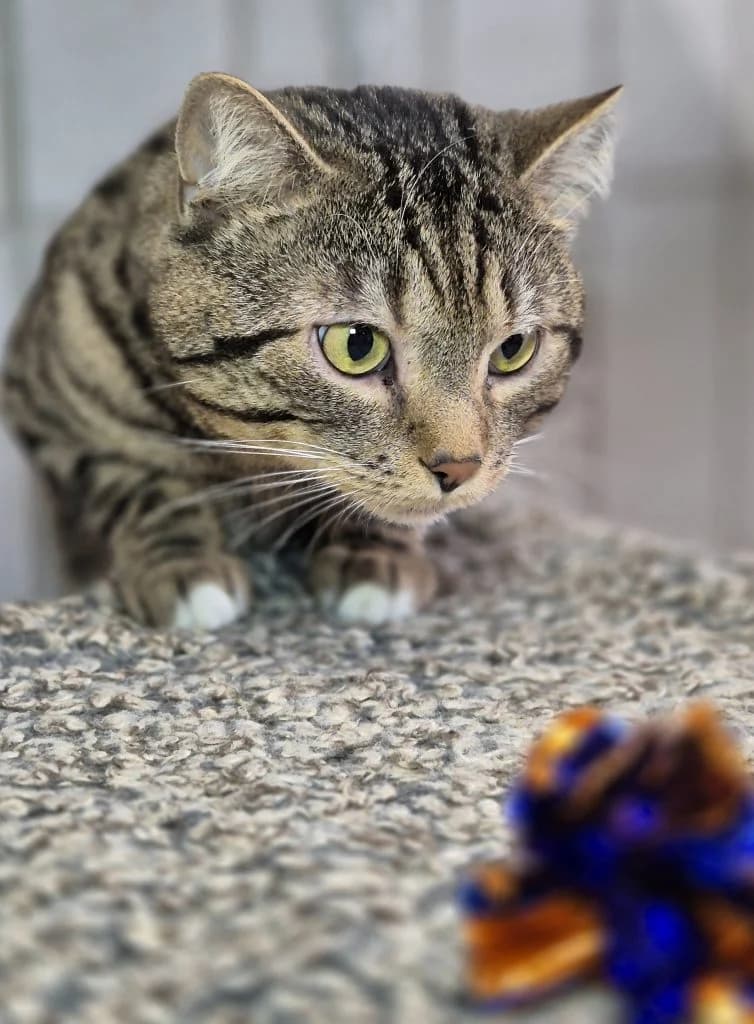 Manni … ein Schmusekater, male European Shorthair for adoption at Tierheim Moers, Moers — photo 6 of 9