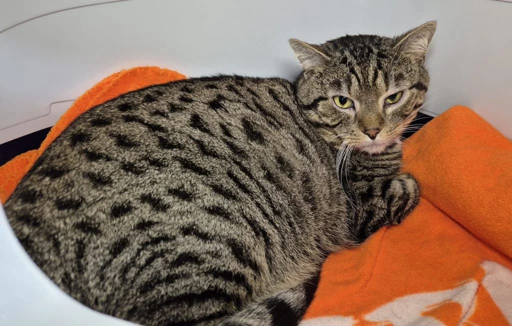 Manni … ein Schmusekater, male European Shorthair for adoption at Tierheim Moers, Moers — photo 8 of 9