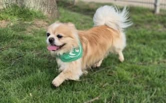 Pikachu … mit der geheimen Superkraft, male mixed breed for adoption at Tierheim Moers, Moers