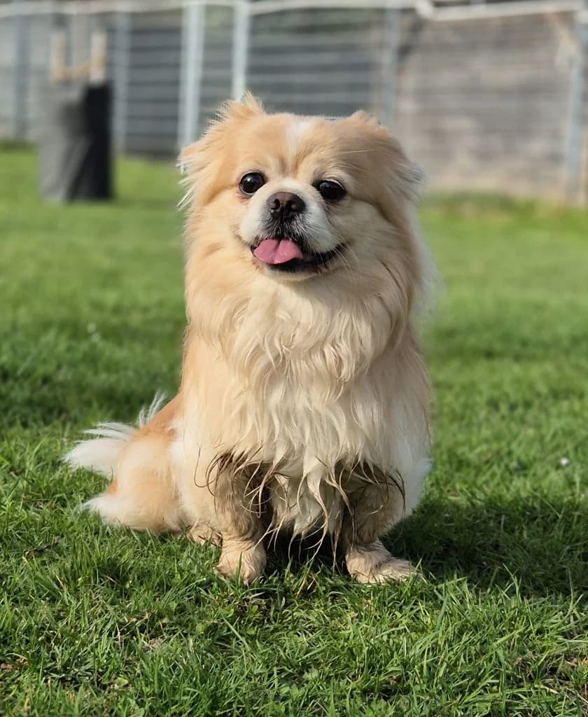 Pikachu … mit der geheimen Superkraft, male mixed breed for adoption at Tierheim Moers, Moers — photo 2 of 5