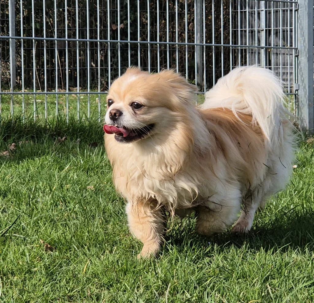 Pikachu … mit der geheimen Superkraft, male mixed breed for adoption at Tierheim Moers, Moers — photo 3 of 5