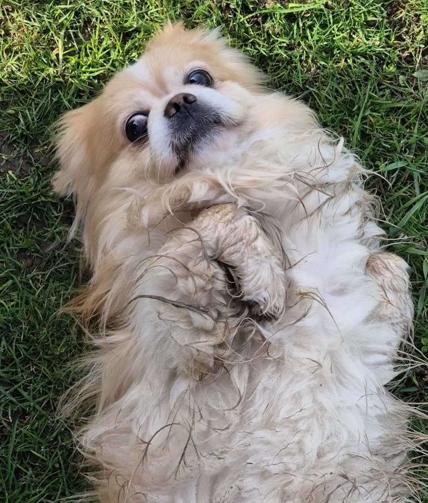 Pikachu … mit der geheimen Superkraft, male mixed breed for adoption at Tierheim Moers, Moers — photo 4 of 5