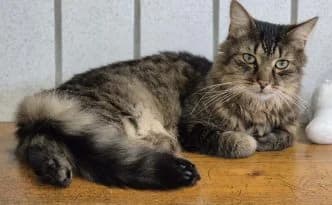 Farayo … ein charmanter Jungkater, male European Shorthair for adoption at Tierheim Moers, Moers