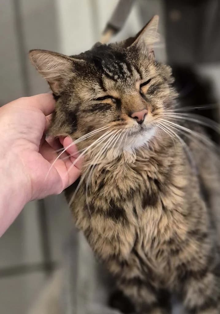 Farayo … ein charmanter Jungkater, male European Shorthair for adoption at Tierheim Moers, Moers — photo 2 of 7