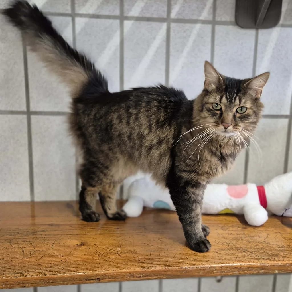 Farayo … ein charmanter Jungkater, male European Shorthair for adoption at Tierheim Moers, Moers — photo 3 of 7