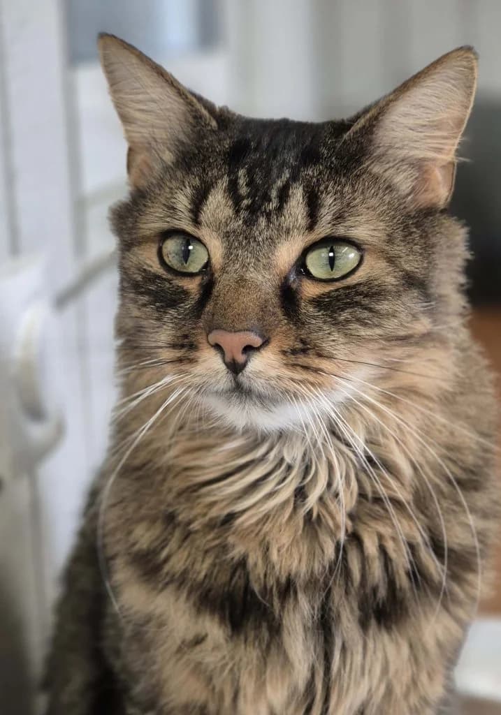 Farayo … ein charmanter Jungkater, male European Shorthair for adoption at Tierheim Moers, Moers — photo 4 of 7
