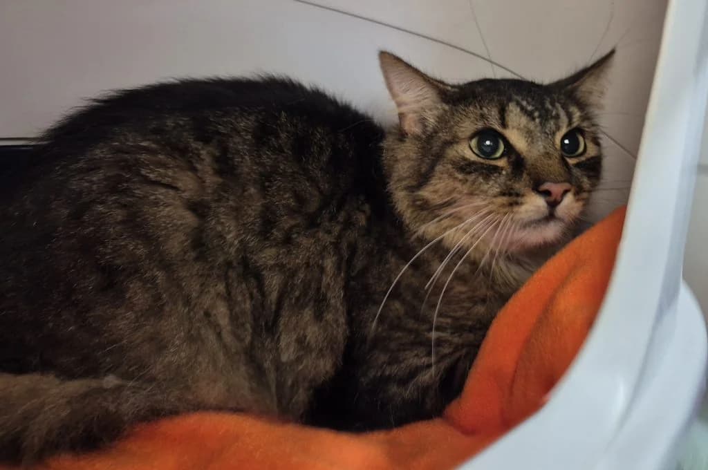 Farayo … ein charmanter Jungkater, male European Shorthair for adoption at Tierheim Moers, Moers — photo 6 of 7