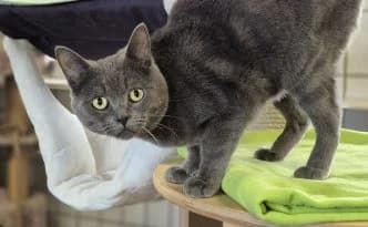 Snoopy … bereit für ein Zuhause mit Kumpel, male European Shorthair for adoption at Tierheim Moers, Moers