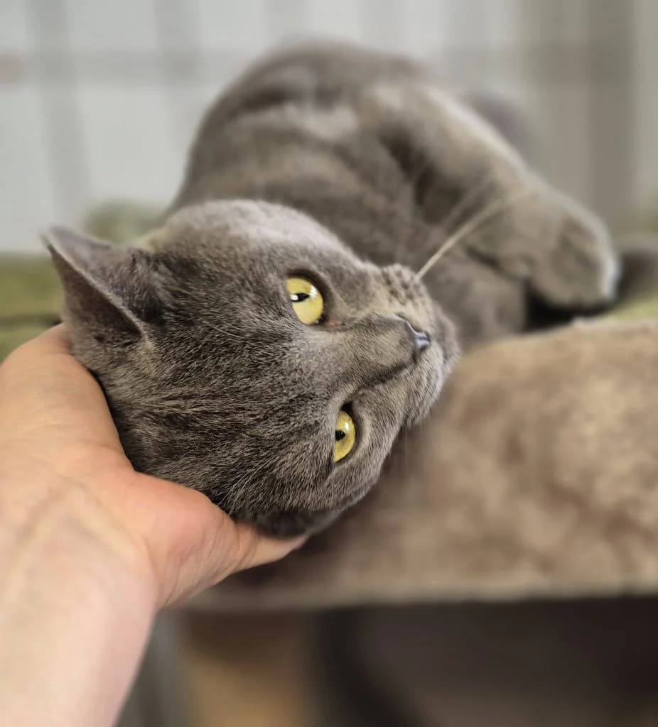 Snoopy … bereit für ein Zuhause mit Kumpel, male European Shorthair for adoption at Tierheim Moers, Moers — photo 2 of 7