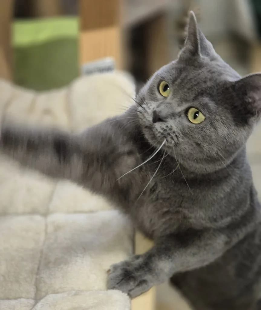 Snoopy … bereit für ein Zuhause mit Kumpel, male European Shorthair for adoption at Tierheim Moers, Moers — photo 3 of 7