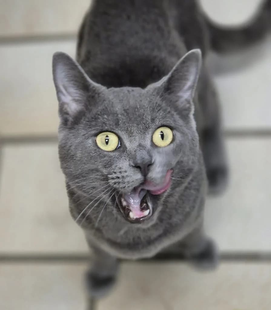 Snoopy … bereit für ein Zuhause mit Kumpel, male European Shorthair for adoption at Tierheim Moers, Moers — photo 4 of 7