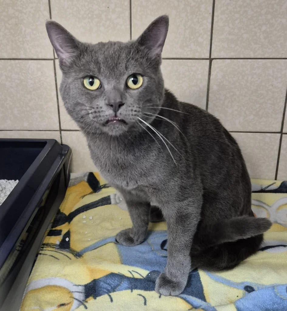 Snoopy … bereit für ein Zuhause mit Kumpel, male European Shorthair for adoption at Tierheim Moers, Moers — photo 6 of 7