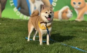 Odi … ein Shiba eben, male Shiba Inu for adoption at Tierheim Moers, Moers