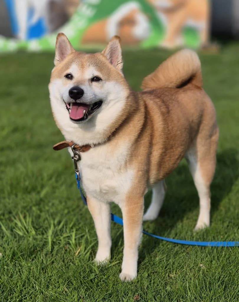 Odi … ein Shiba eben, male Shiba Inu for adoption at Tierheim Moers, Moers — photo 2 of 5