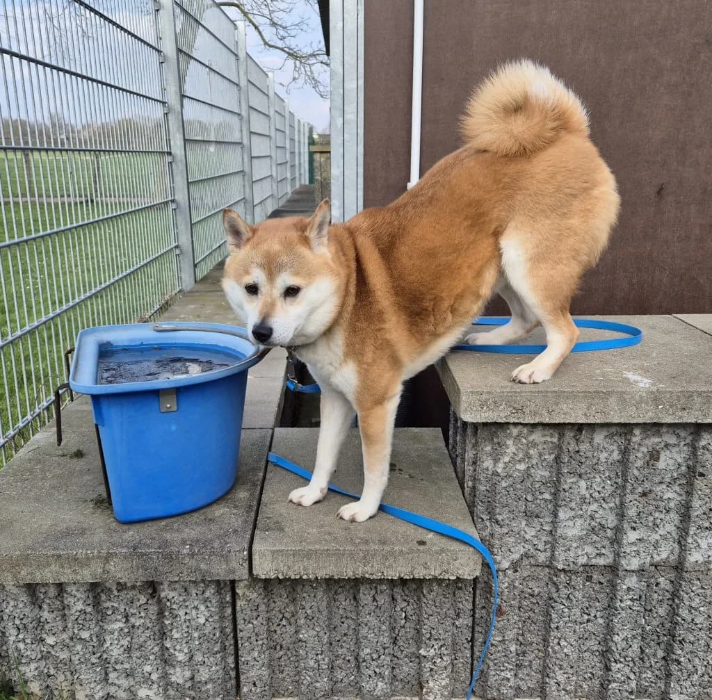 Odi … ein Shiba eben, male Shiba Inu for adoption at Tierheim Moers, Moers — photo 3 of 5