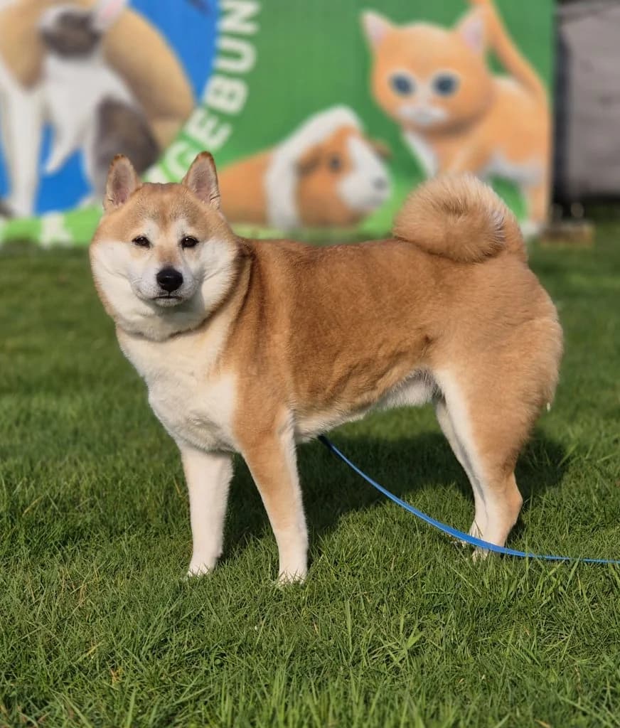 Odi … ein Shiba eben, male Shiba Inu for adoption at Tierheim Moers, Moers — photo 4 of 5
