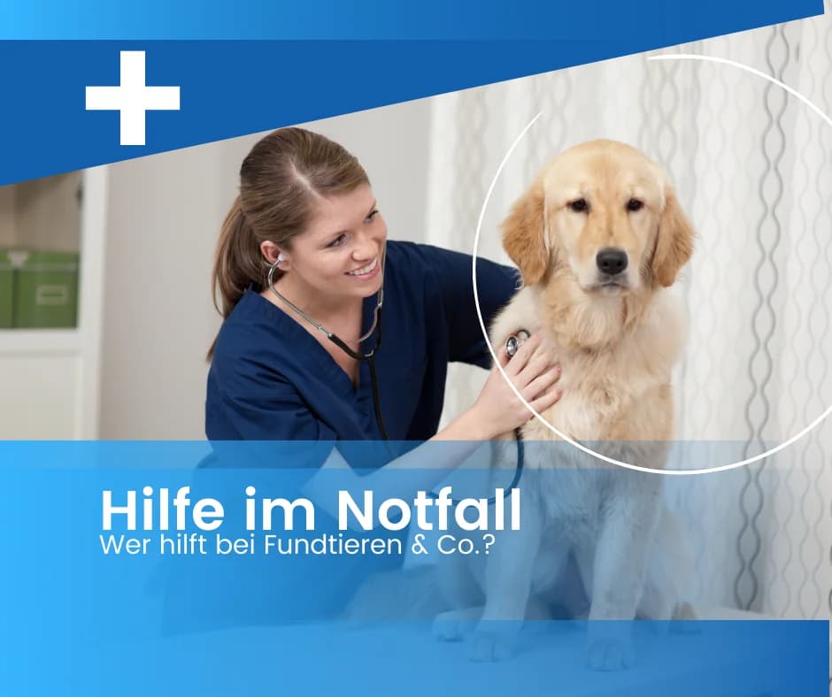 Odi … ein Shiba eben, male Shiba Inu for adoption at Tierheim Moers, Moers — photo 5 of 5