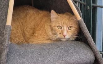 Pavarotti … noch nicht bereit für die Bühne, male European Shorthair for adoption at Tierheim Moers, Moers