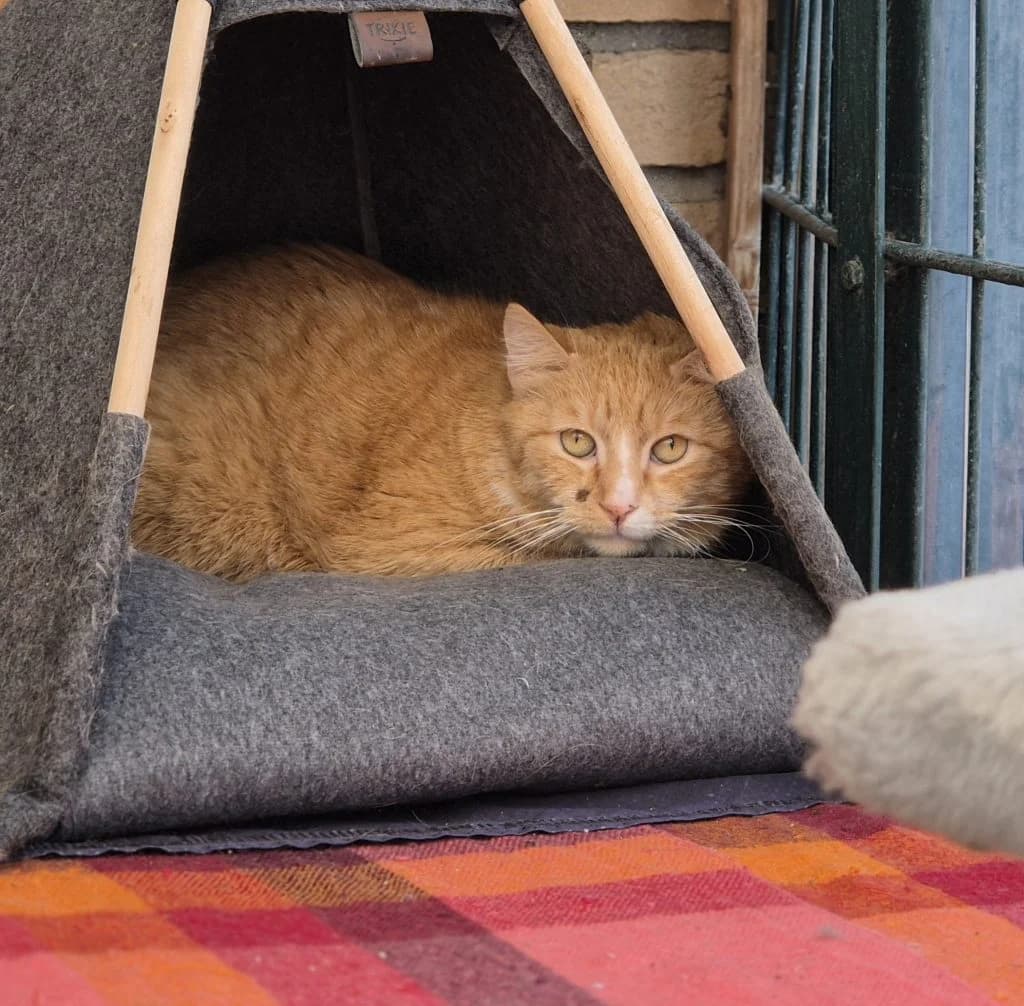 Pavarotti … noch nicht bereit für die Bühne, male European Shorthair for adoption at Tierheim Moers, Moers — photo 2 of 7