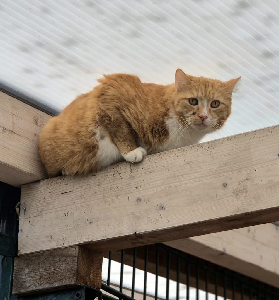 Pavarotti … noch nicht bereit für die Bühne, male European Shorthair for adoption at Tierheim Moers, Moers — photo 3 of 7