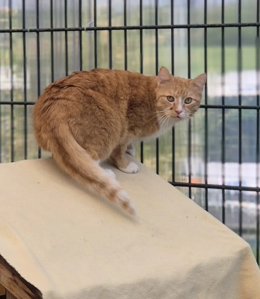 Pavarotti … noch nicht bereit für die Bühne, male European Shorthair for adoption at Tierheim Moers, Moers — photo 4 of 7