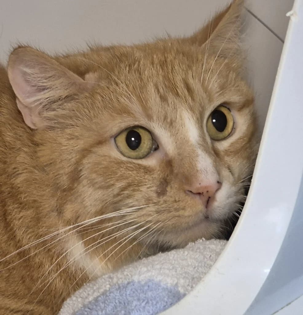 Pavarotti … noch nicht bereit für die Bühne, male European Shorthair for adoption at Tierheim Moers, Moers — photo 6 of 7