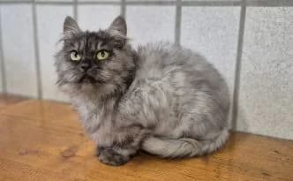 Priscilla … hat viel zu erzählen, grau female puppy Persian for adoption at Tierheim Moers, Moers