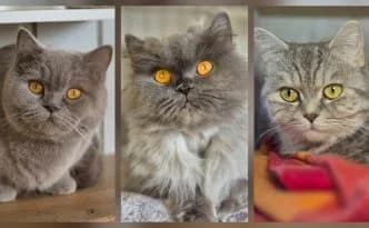 Bommel, Pfötchen & Bienchen … Drei Damen vom Grill, female mixed breed for adoption at Tierheim Moers, Moers