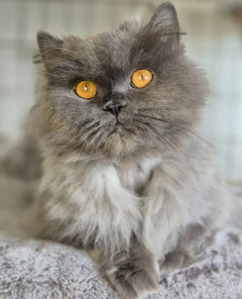 Bommel, Pfötchen & Bienchen … Drei Damen vom Grill, female mixed breed for adoption at Tierheim Moers, Moers — photo 2 of 8