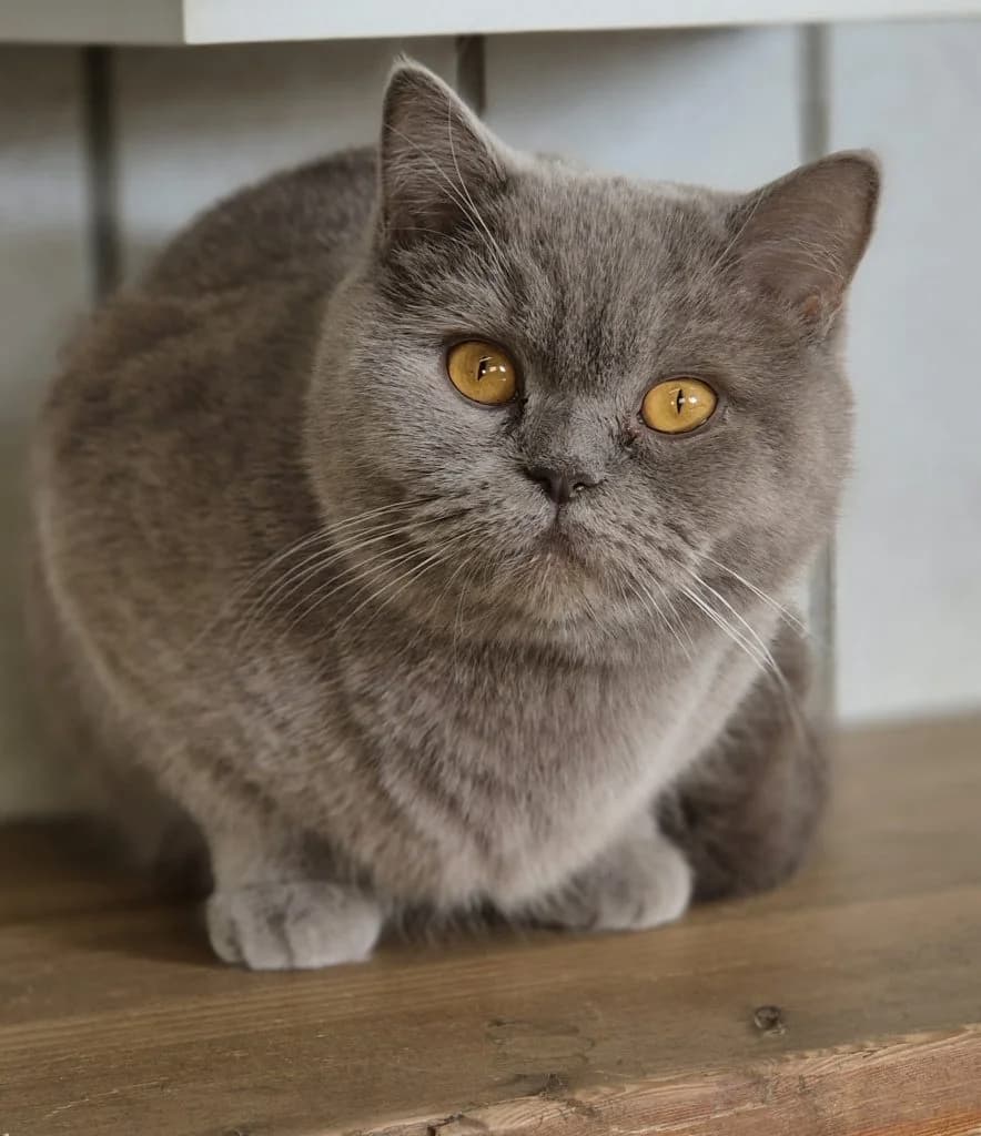 Bommel, Pfötchen & Bienchen … Drei Damen vom Grill, female mixed breed for adoption at Tierheim Moers, Moers — photo 3 of 8