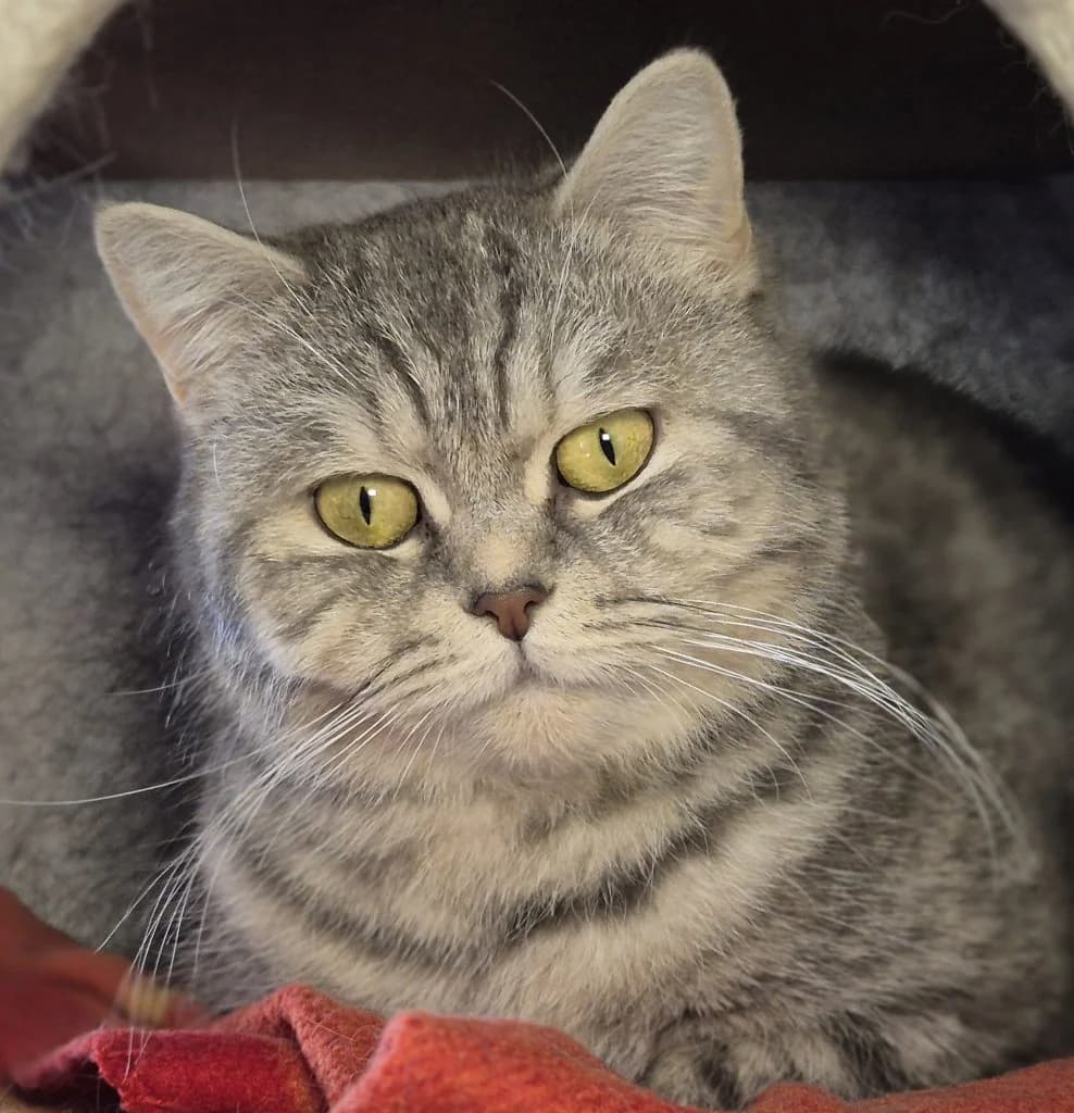 Bommel, Pfötchen & Bienchen … Drei Damen vom Grill, female mixed breed for adoption at Tierheim Moers, Moers — photo 4 of 8