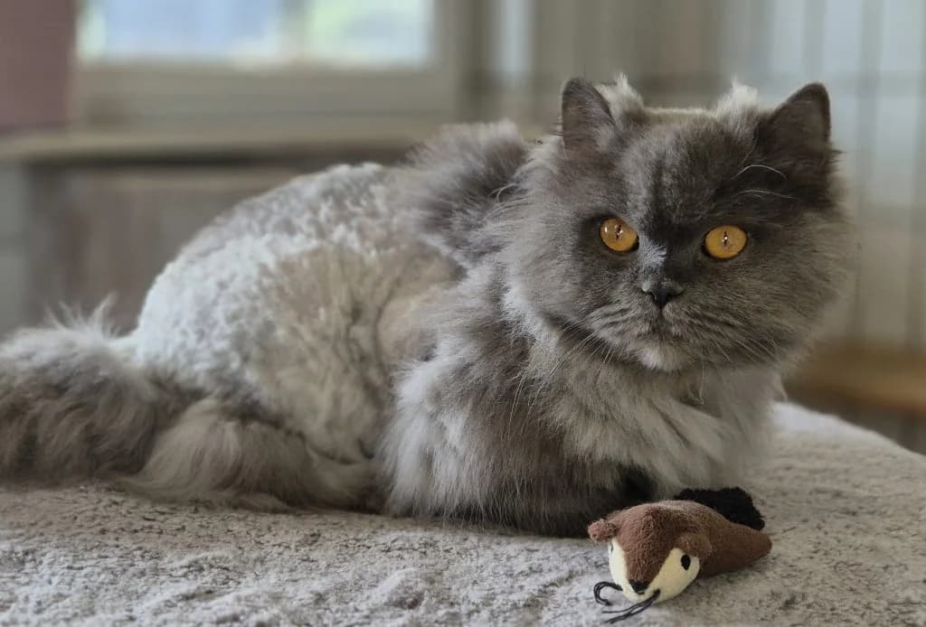 Bommel, Pfötchen & Bienchen … Drei Damen vom Grill, female mixed breed for adoption at Tierheim Moers, Moers — photo 5 of 8