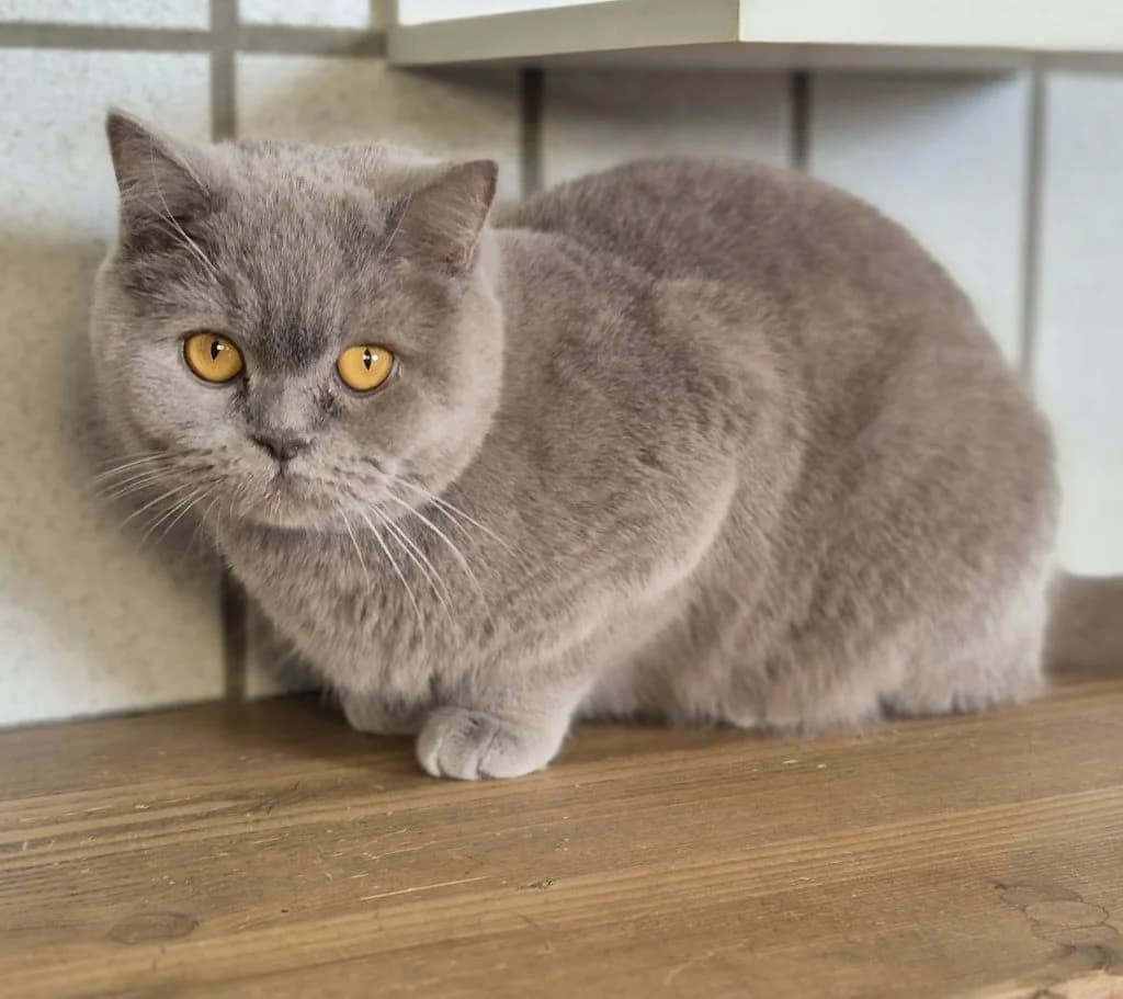 Bommel, Pfötchen & Bienchen … Drei Damen vom Grill, female mixed breed for adoption at Tierheim Moers, Moers — photo 6 of 8