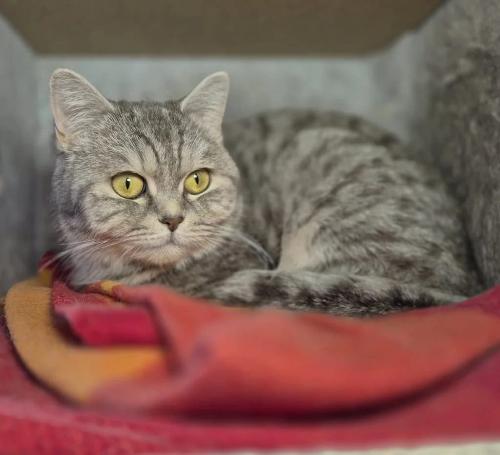 Bommel, Pfötchen & Bienchen … Drei Damen vom Grill, female mixed breed for adoption at Tierheim Moers, Moers — photo 7 of 8