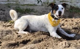 Emil … muss Geduld beweisen, schwarz male young mixed breed for adoption at Tierheim Moers, Moers